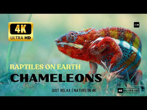 Chameleon 4k nature | RAPTILES ANIMAL IN 4K | NATURE IN 4K