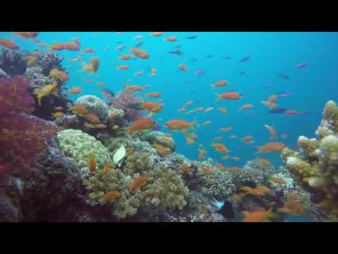 Diving in Beqa Lagoon (reef dive)