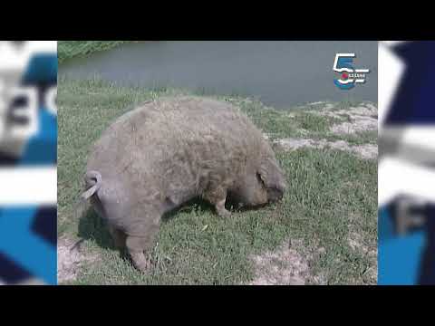 Subotička mangulica