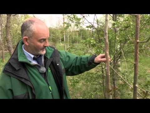 Chalara ash dieback - spring symptoms