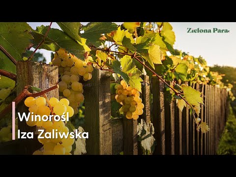Iza Zaliwska – idealna winorośl dla początkujących!