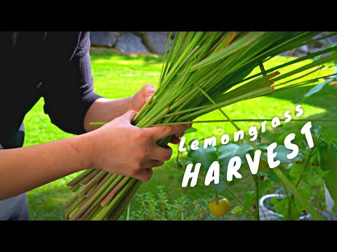 HOW TO HARVEST & STORE LEMONGRASS