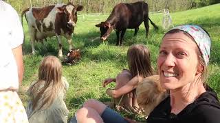 BIRTH VLOG: LIVE CALF DELIVERY!