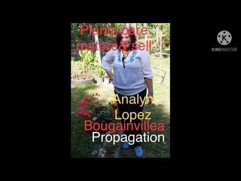 Bougainvillea propagation/plant care, restore & sell/Analyn Lopez