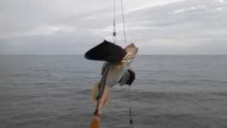 preview picture of video 'A Sea Robin Fish that was caught off of the Garden city Pier in South Carolina'