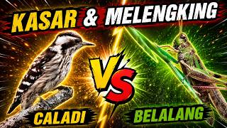 Download lagu MASTERAN BURUNG JUARA‼️ Tembakan Tajam Super Keras Bikin Mental Lawan Drop #masteranmuraibatu mp3