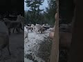 Pack of Wolves Start Howling Outside Chalet