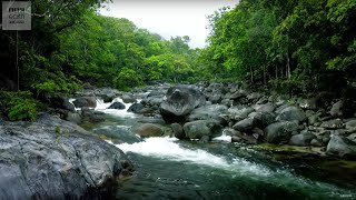 10 Hours Of Relaxing Jungle Sounds | Planet Earth II | Earth Unplugged