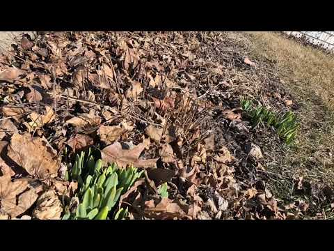 Steward Celebration Garden 2020