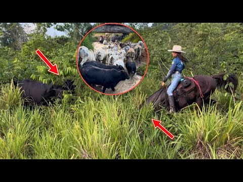 PEGANDO BOI NO MATO PARA O ABATE, O CAVALO ATÉ CAIU COMIGO 😱