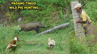 Download lagu MENEGANGKAN ‼️ DETIK DETIK SEORANG PEMBURU HISTERIS SAAT MELIHAT BABI BESAR (WILD BOAR HUNTING) mp3