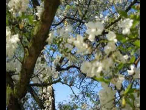 František Lukáš - Stromy - Vůně s ostny