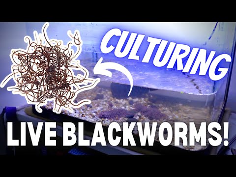 Culturing LIVE BLACK WORMS For BREEDING Fish! How To Keep Black Worms Alive