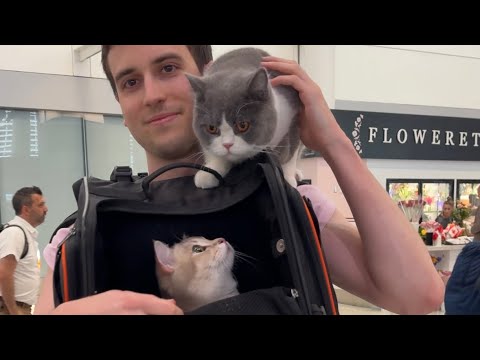 How we travel with our 2 cats ✈️