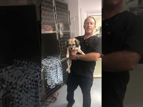Cute dogs and cat post op dentals, tooth extraction, abscess on tail, vomiting dog work up and chronic anterior cruciate ligament injury