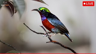 Download lagu Suara Kicau Burung Kolibri yang Mempesona | Penghilang Stres & Meditasi | Suasana Hutan yang Menakjubkan mp3 Download lagu Suara Kicau Burung Kolibri yang Mempesona | Penghilang Stres & Meditasi | Suasana Hutan yang Menakjubkan mp3