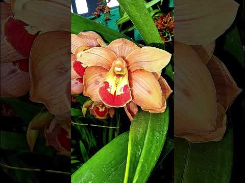 Exposição de Orquídeas #shorts