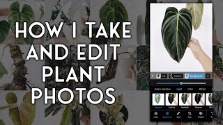 how i take and edit plant photos on my iphone 12 pro