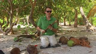 How to quickly husk a coconut...with a stick!