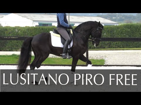 Beauty Black Lusitano piro free - www.iberianhorses.es