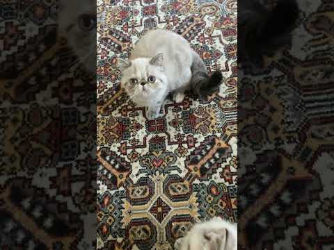 #exoticshorthair #sealpoint #colorpoint