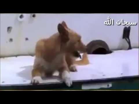 Kisah haru anjing& lumba-lumba