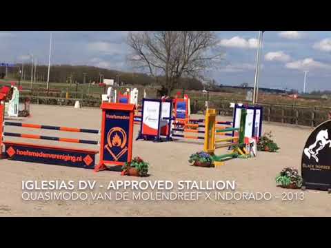 Approved Stallion Iglesias by Quasimodo Vd Molendreef - 2013