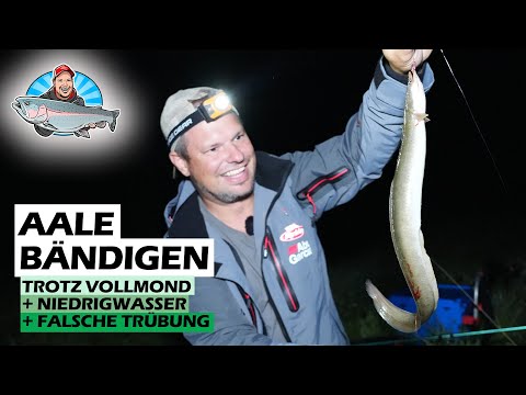 So fängst du AALE am kleinen Fluss!🎣