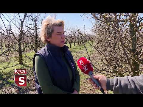 Stanje u voćnjacima