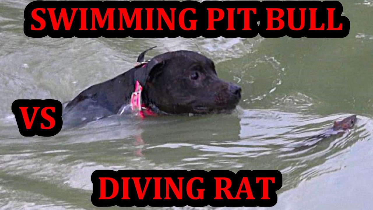 Grit's Drowning Scare Hunting Rats Under a Bridge YOUTUBE