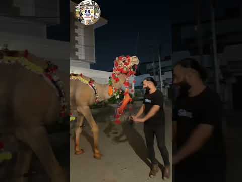 Eid ul azah camel 🐫!! #camel #animals #cow #love #eid