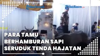 Viral Video Sapi Seruduk Tenda Hajatan Penikahan di Kalideres, Para Tamu Histeris Berhamburan