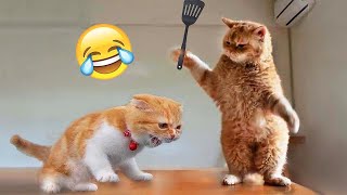 Hilarious Cats and Dogs 😹🐶 Funniest Animals 2024 🤣 Part 28