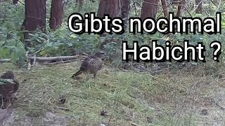 Gibt es nochmal Habichte vor der Wildkamera ?