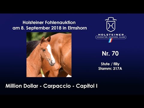 Holsteiner Fohlenauktion | Nr. 70 v. Million Dollar - Carpaccio