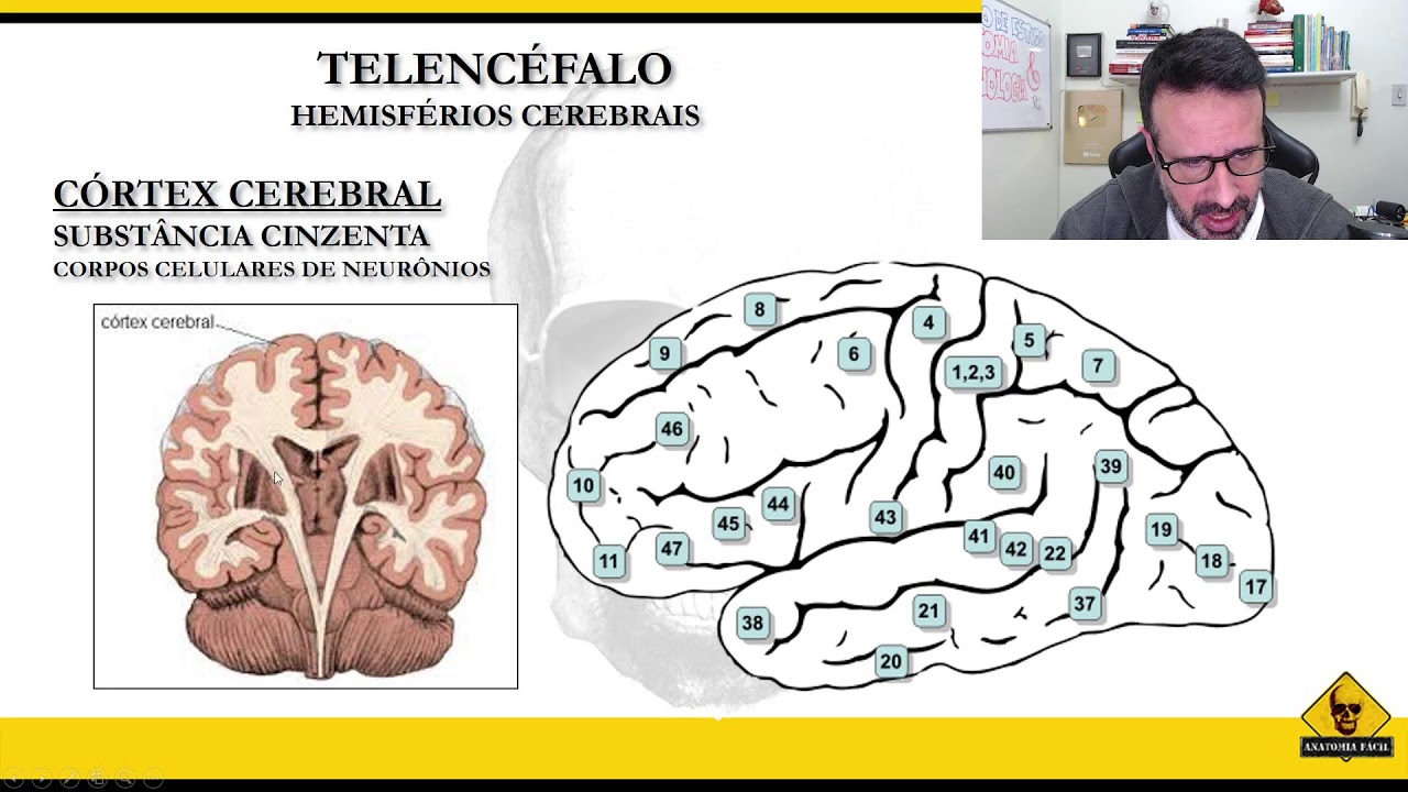 TUDO QUE VOCÊ PRECISA SABER SOBRE AVC!