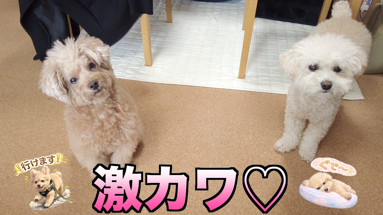 【お知らせ】コタ三桜の激可愛いスタンプができました♡