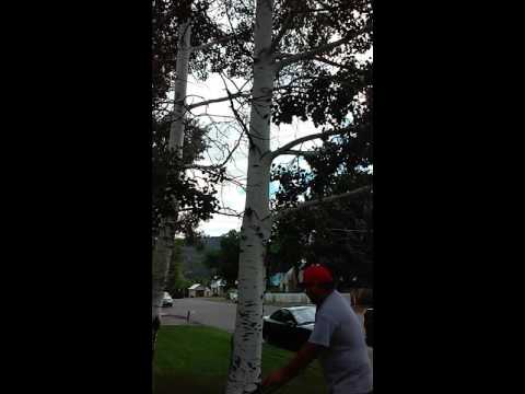 Cortando el pasto adobe inn