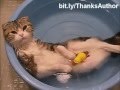 Коты купаются в воде 