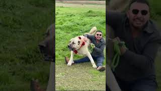 Kangal Shepherd Dog World's Strongest Dog Breed 👿 #shorts #dog #dogs