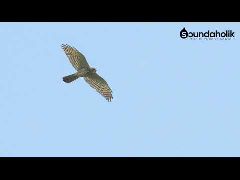 Sound of Birds: Call of Sparrowhawk / Sperwer / Accipiter nisus (high quality)