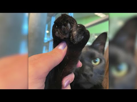 Cat with extra toes adopted in Kansas