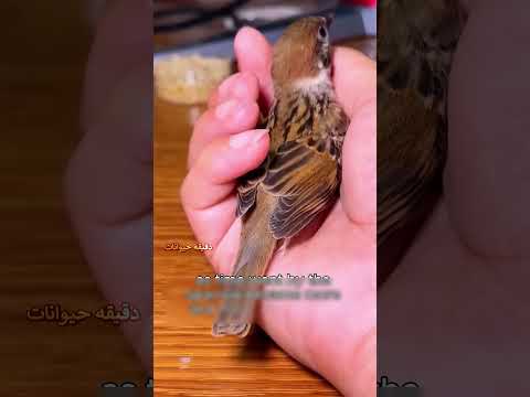 عصفور المطر… ورجوع العيلة كلها! 🐦💙