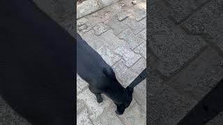 Download lagu Black Dog mp3