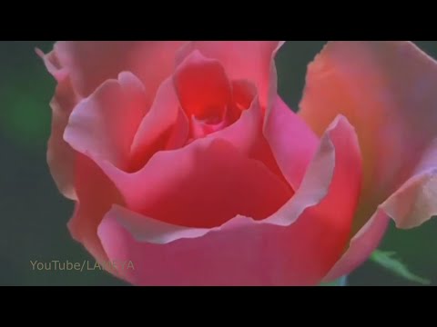 🌸Как распускаются цветы 🌸КРАСОТА🌸