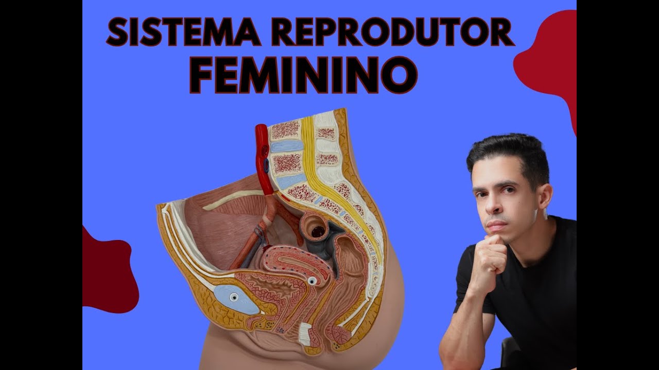 Anatomia Sistema Reprodutor Feminino -   Resumo