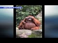 Viral Video: Orangutan wears sunglasses zoo visitor drops