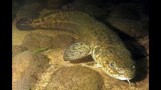 Ловля налима на рыбинском водохранилище в декабре