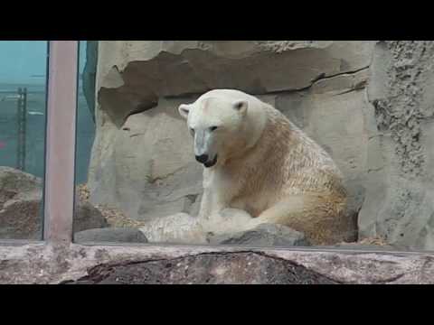 Eisbären Valeska   Lloyd   Lili   Zoo am Meer Bremerhaven