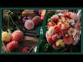250 Soorten Dahlia S De Beste Dahlia Kweek Tips Van De Kweker Zelf I Famflowerfarm I Angelo Dorny